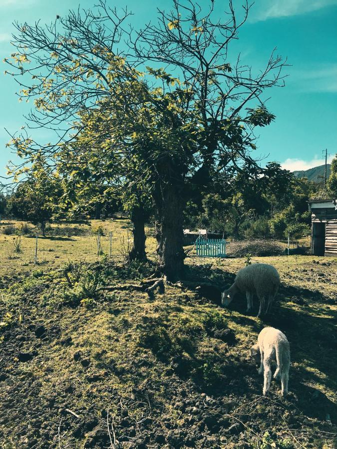 Quinta Das Almas São Roque do Pico Dış mekan fotoğraf