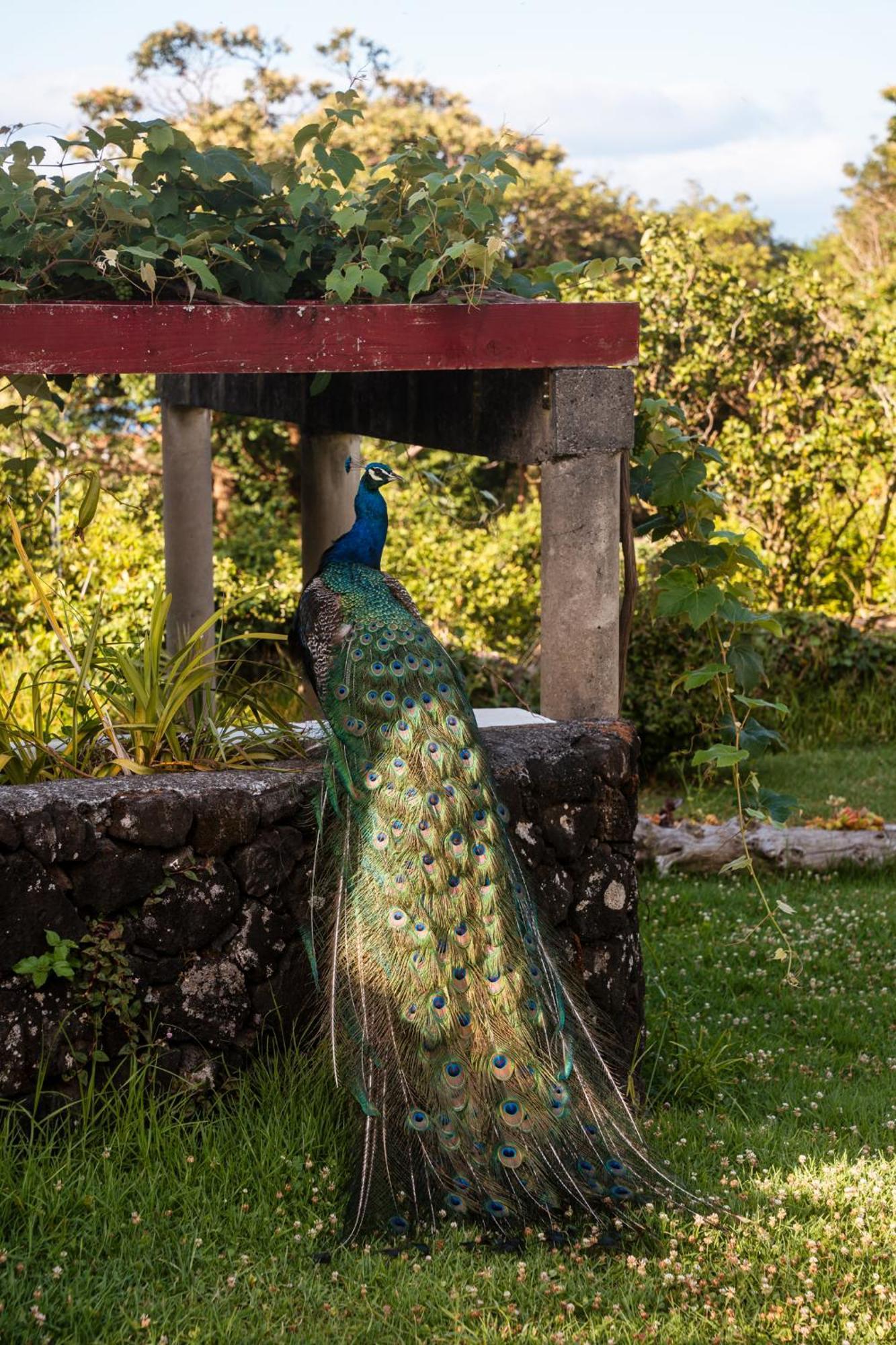 Quinta Das Almas São Roque do Pico Dış mekan fotoğraf